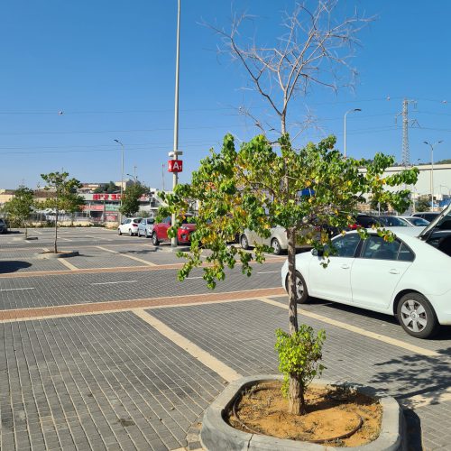 תמונת עץ תקוע, חניון איקאה אשתאול, צילום יואב אשד